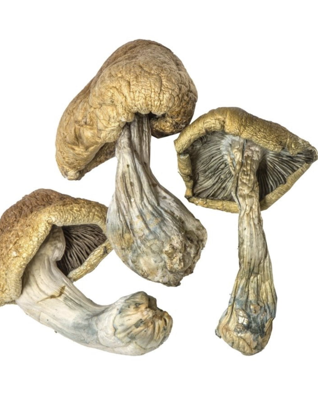 Order Dried Mushrooms Australia
