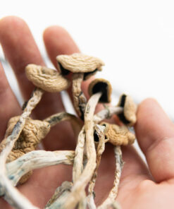 Dried Golden Teacher Mushroom Australia