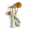 Buy Dried Amazonian Mushroom Australia