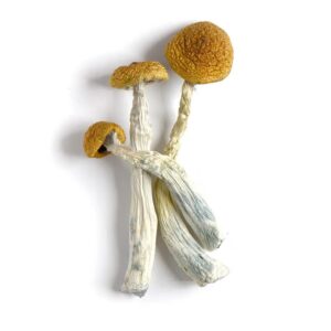 Buy Dried Amazonian Mushroom Australia
