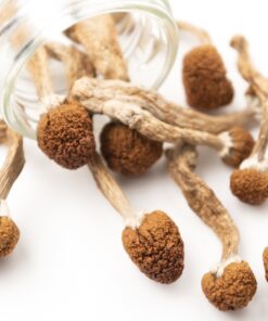 Jedi Mind Fuck Magic Mushroom