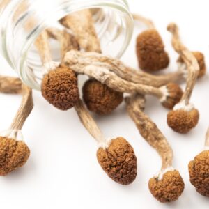 Jedi Mind Fuck Magic Mushroom