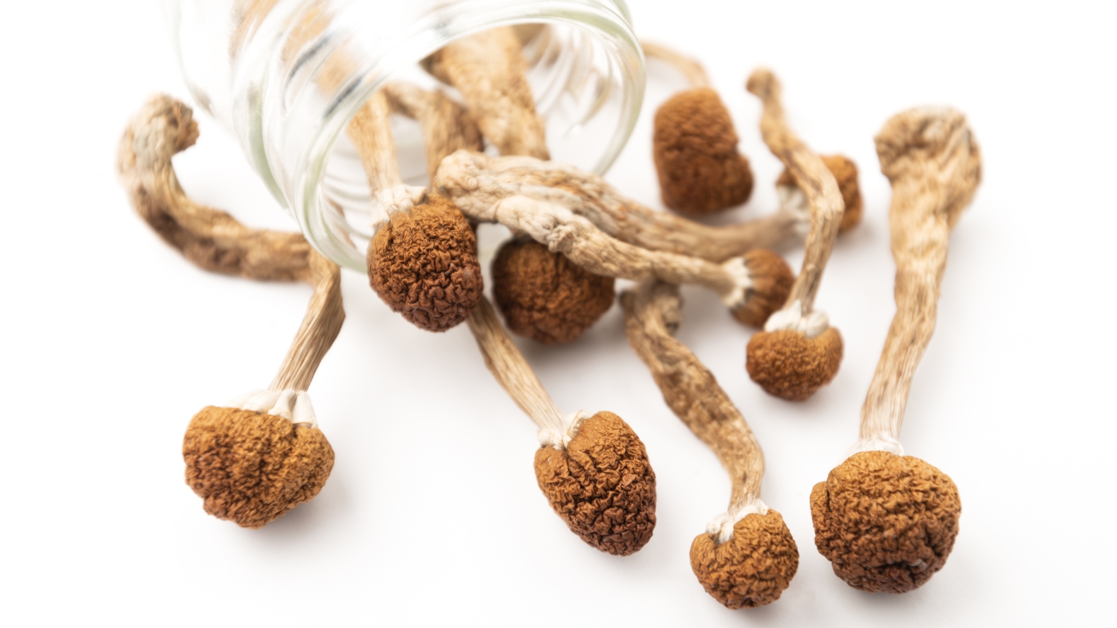 Jedi Mind Fuck Magic Mushroom