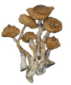 Blue Meanie Magic Mushroom Australia