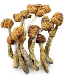 Tidal Wave Magic Mushroom Australia