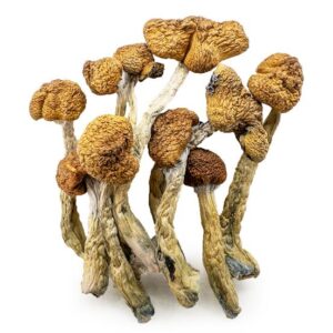 Tidal Wave Magic Mushroom Australia