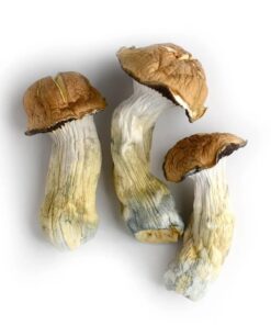 Buy Penis Envy Mushroom Australia