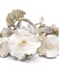 Order Albino A+ Magic Mushroom