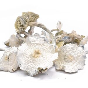 Order Albino A+ Magic Mushroom