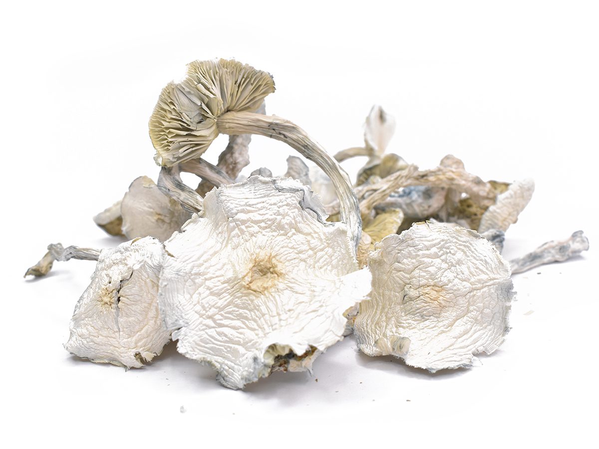 Order Albino A+ Magic Mushroom